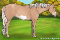 Horse Color:Silver Amber Champagne Frame 