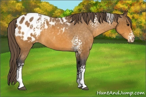Horse Color: White Spotted Buckskin Blanket 