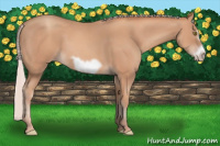 Horse Color:Silver Amber Champagne Frame 