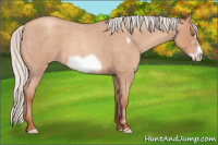 Horse Color:Silver Amber Champagne Roan Frame 