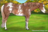 Horse Color:White Spotted Chestnut Splash 