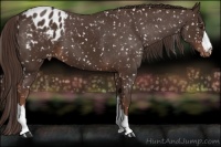 Horse Color:Liver Chestnut Appaloosa 
