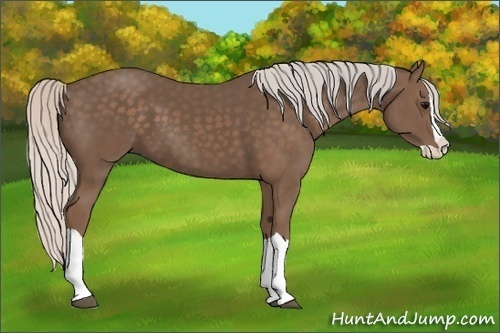 Horse Color: Unknown 
