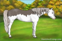 Horse Color:Silver Black Splash