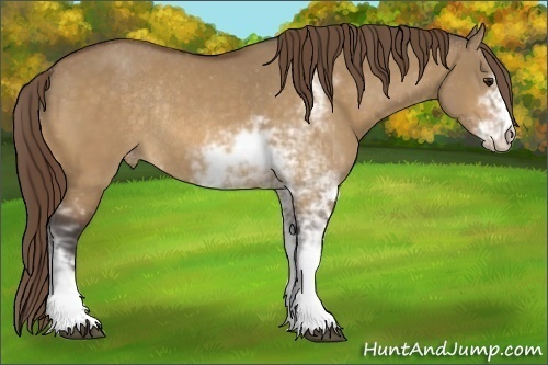Horse Color: Unknown 
