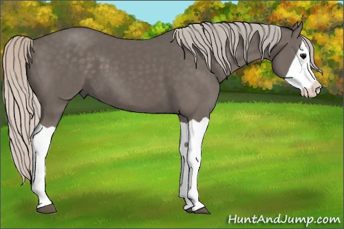 Horse Color: Silver Black Splash 