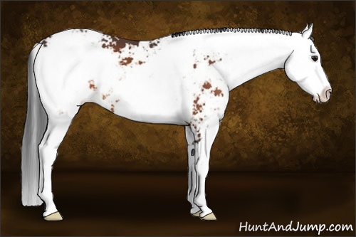 Horse Color: Bay Sabino 