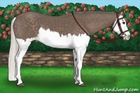 Horse Color:Silver Black Splash 