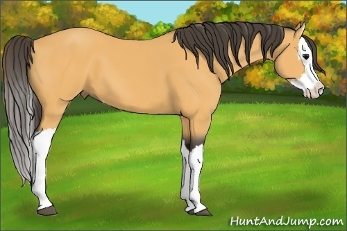 Horse Color:Buckskin Splash 