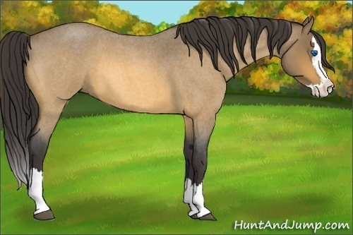 Horse Color:Buckskin Roan Splash 