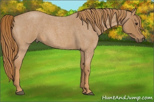 Horse Color:Red Roan