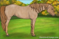 Horse Color:Red Roan 