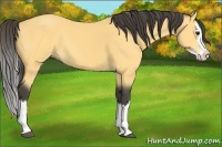 Horse Color:Buckskin Splash 