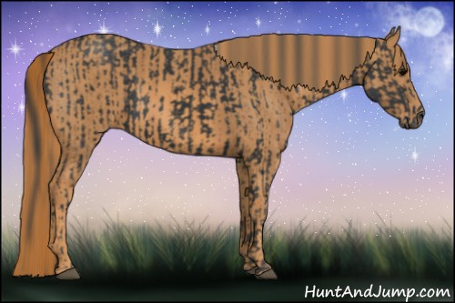 Horse Color: Black Sabino Tobiano  Brindle