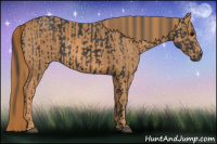 Horse Color:Black Sabino Tobiano Brindle