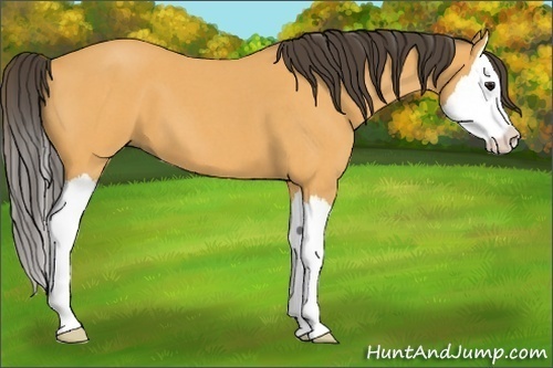 Horse Color:Buckskin Roan Splash 