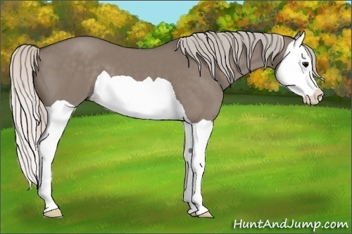 Horse Color:Silver Grullo Splash