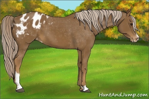 Horse Color: Unknown 