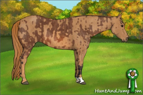 Horse Color: Bay  Brindle