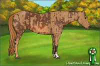 Horse Color:Bay  Brindle