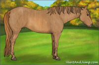 Horse Color:Buckskin  Brindle