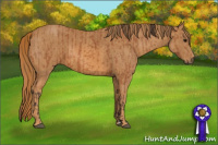 Horse Color:Bay  Brindle