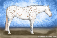 Horse Color:Red Roan Appaloosa 