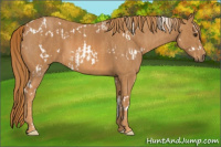 Horse Color:White Spotted Chestnut  Brindle