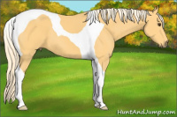 Horse Color:Palomino Tobiano 