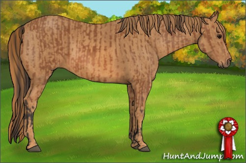 Horse Color: Bay  Brindle