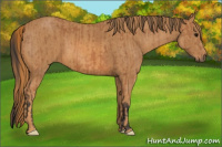 Horse Color:Bay  Brindle