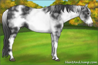 Horse Color:White Spotted Black Frame 