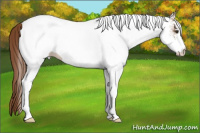 Horse Color:White Spotted Chestnut 