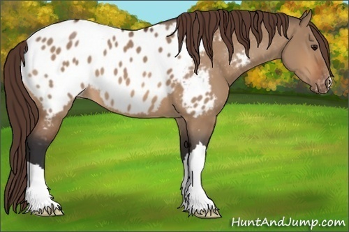 Horse Color:Bay Dun Appaloosa