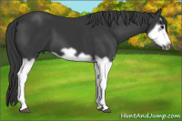 Horse Color:Black Splash Frame