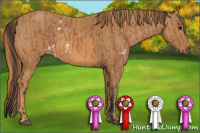 Horse Color:White Spotted Bay  Brindle