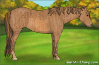 Horse Color:Bay  Brindle