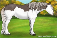 Horse Color:Silver Black Splash 