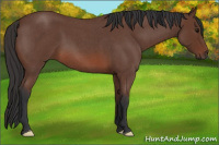 Horse Color:Bay Roan 