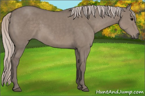 Horse Color: Silver Grullo Sabino 