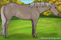 Horse Color:Silver Grullo Sabino 