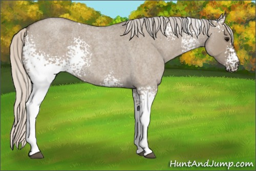 Horse Color: White Spotted Silver Buckskin Roan Dun 