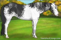 Horse Color:White Spotted Black