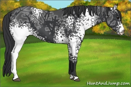 Horse Color: White Spotted Black Ice 