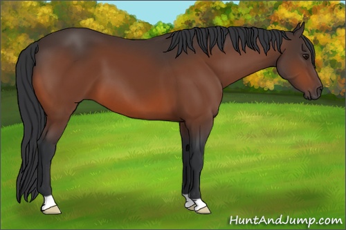 Horse Color: Bay 
