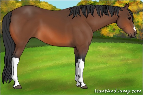 Horse Color: Bay 