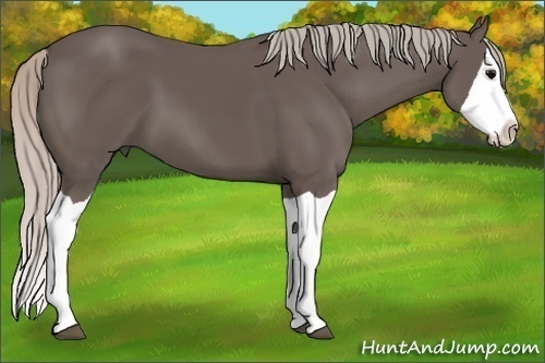 Horse Color:Silver Black Splash