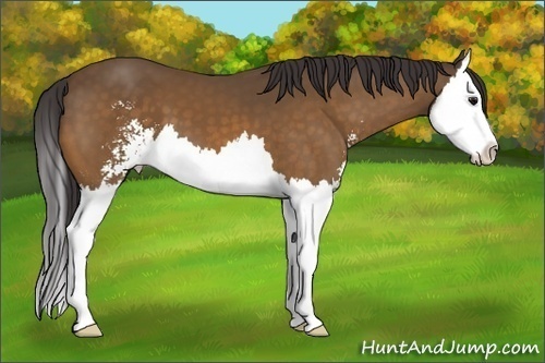 Horse Color:Buckskin Sabino Splash