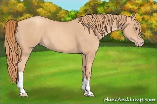Horse Color:Gold Champagne Roan 