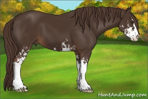 Horse Color: Liver Chestnut Sabino 